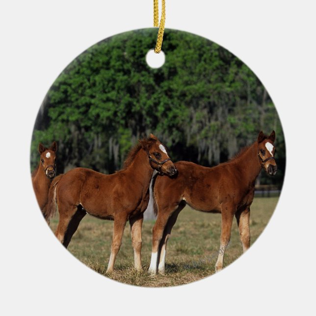 Gruppe Thoroughbred-Fohlen Keramik Ornament (Vorne)