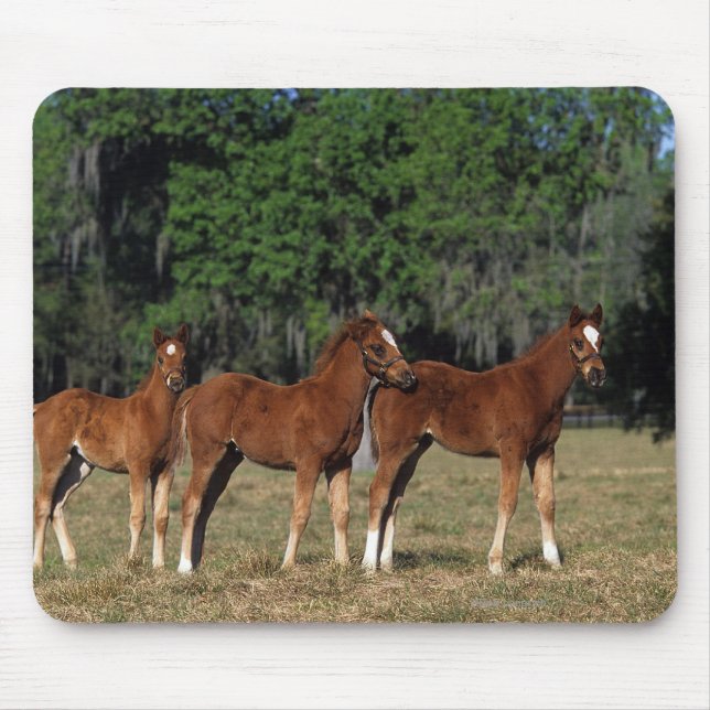 Gruppe Thoroughbred-Fohlen Mousepad (Vorne)