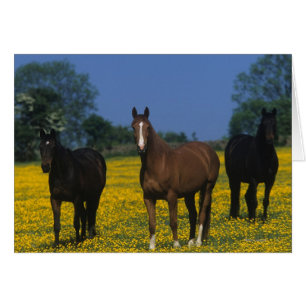 Gruppe Thoroughbred-Pferde