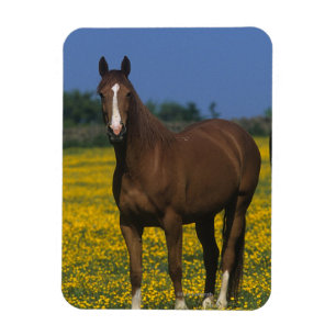 Gruppe Thoroughbred-Pferde Magnet