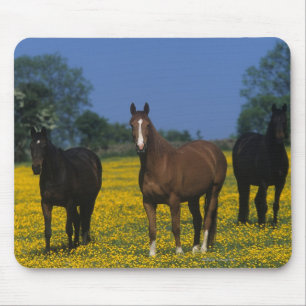 Gruppe Thoroughbred-Pferde Mousepad