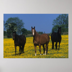 Gruppe Thoroughbred-Pferde Poster