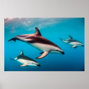 Gruppe von dunklen Delfinen vor Kaikoura Poster