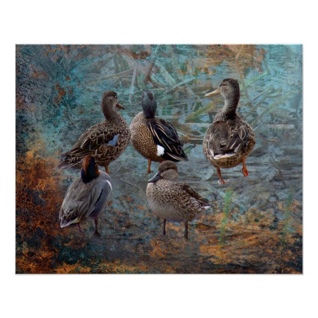 Gruppe von Enten Poster (Vorderseite)