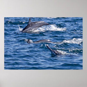 Gruppe von Großflossen-Delfinen - Oman Poster