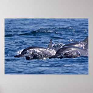 Gruppe von Großflossen-Delfinen Poster