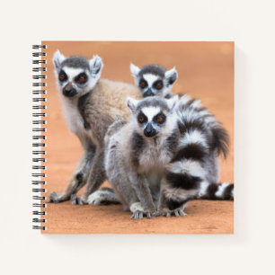 Gruppe von Ringelschwanzmakis Notizbuch
