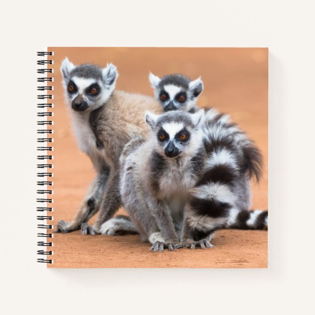 Gruppe von Ringelschwanzmakis Notizbuch (Vorderseite)