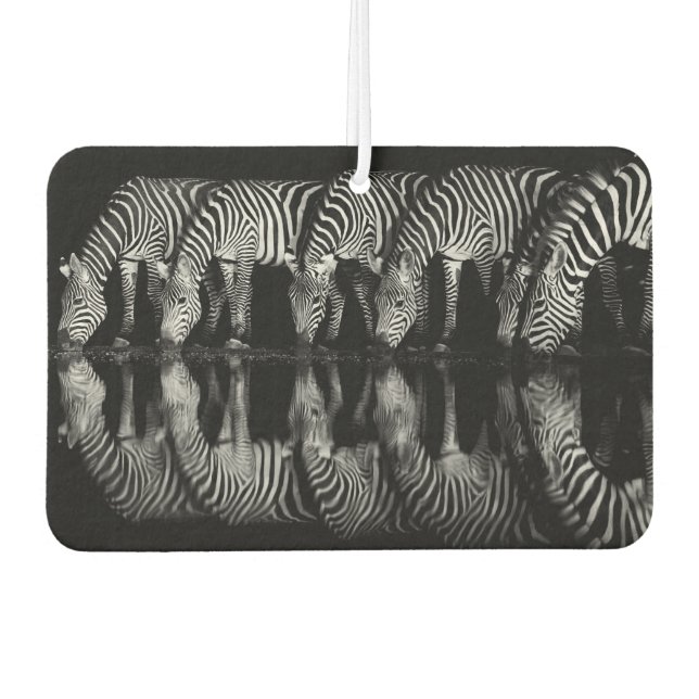 Gruppe von Steppenzebras trinkt nachts zusammen Autolufterfrischer (Vorderseite)