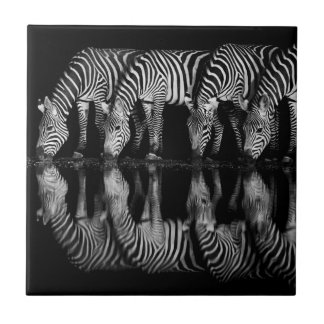 Gruppe von Steppenzebras trinkt nachts zusammen Fliese