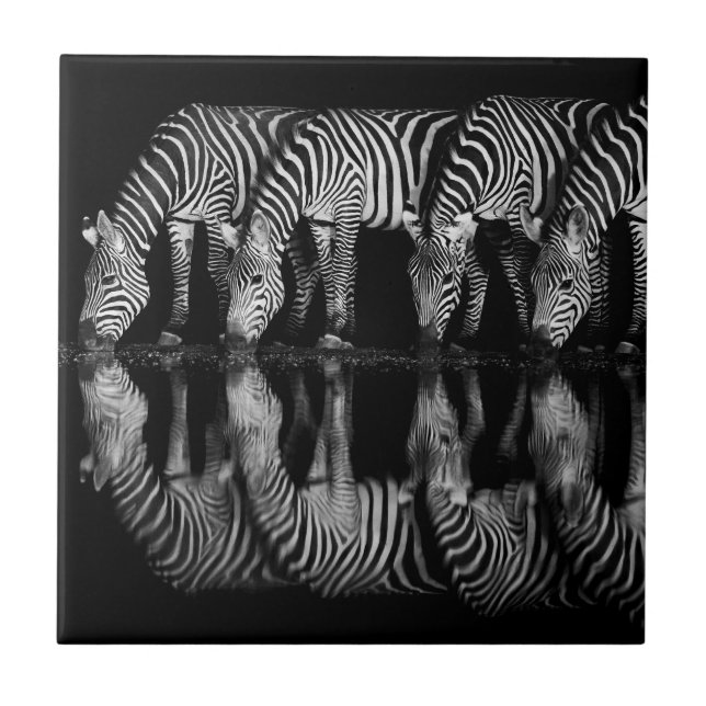 Gruppe von Steppenzebras trinkt nachts zusammen Fliese (Vorderseite)