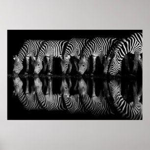 Gruppe von Steppenzebras trinkt nachts zusammen Poster