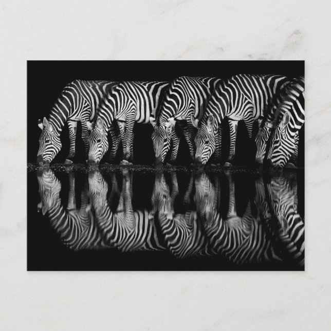 Gruppe von Steppenzebras trinkt nachts zusammen Postkarte (Vorderseite)