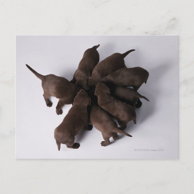 Gruppe von Welpen mit Kopf zusammen Postkarte (Vorderseite)
