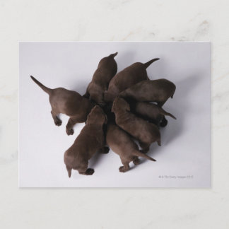 Gruppe von Welpen mit Kopf zusammen Postkarte