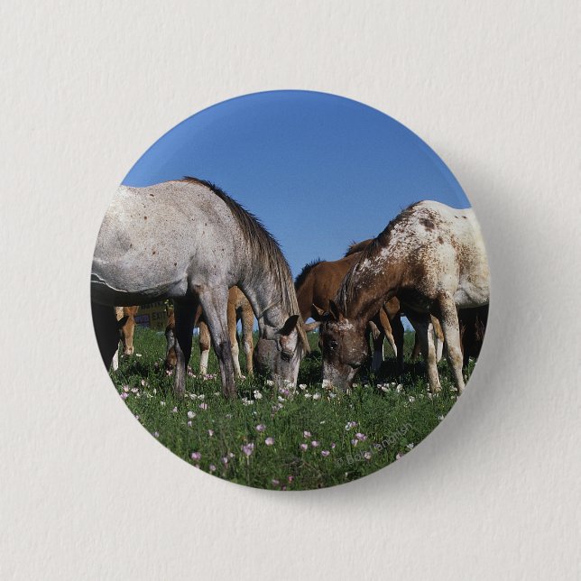 Gruppe weiden lassende Appaloosa-Pferde Button (Vorderseite)