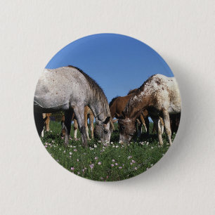 Gruppe weiden lassende Appaloosa-Pferde Button