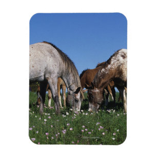 Gruppe weiden lassende Appaloosa-Pferde Magnet