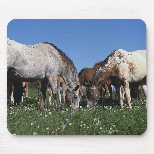 Gruppe weiden lassende Appaloosa-Pferde Mousepad (Vorne)