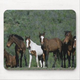 Gruppe wilde Mustang-Pferde Mousepad