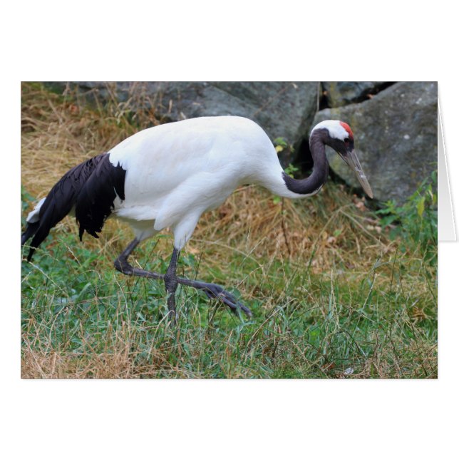 Grus japonensis (Vorderseite (Horizontal))