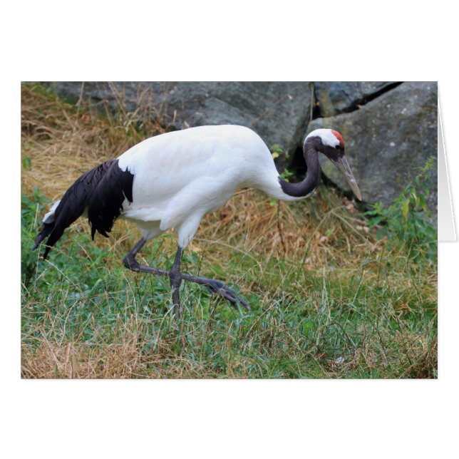 Grus japonensis (Vorderseite (Horizontal))