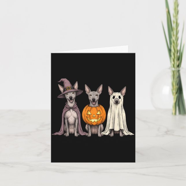 Gruseliger Geist Xoloitzcuintli Kürbis Halloween X Karte (Vorderseite)