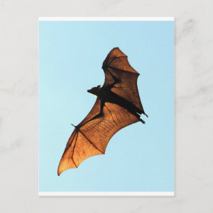 Gruseliger Halloween-Flughund (Fruchtfledermaus) Postkarte