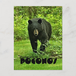 Gruß aus dem Poconos Hinterhof Schwarzer Bär Postkarte