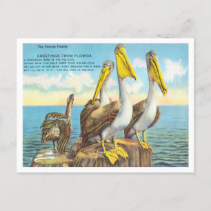 Gruß aus Florida, die Pelican-Familie Reisen Postkarte