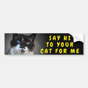 Grüß deinen Cat Meme Autoaufkleber