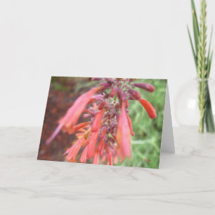 Gruß-Karte - Agastache-Blüte Karte