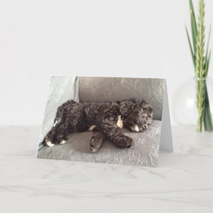 Gruß-Karte - Cockapoo Welpe Karte