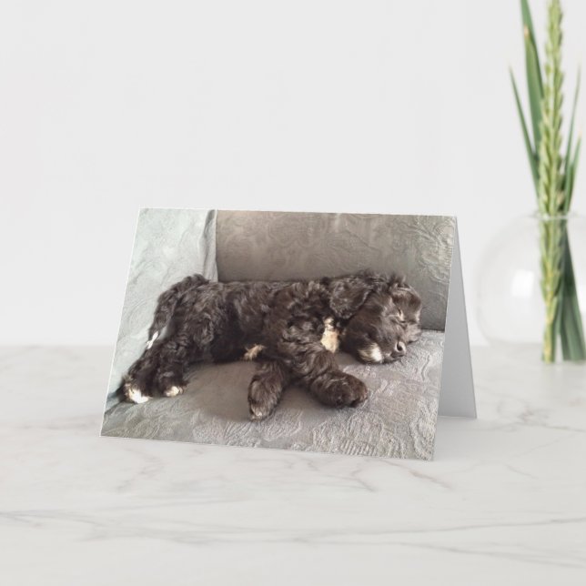 Gruß-Karte - Cockapoo Welpe Karte (Vorderseite)