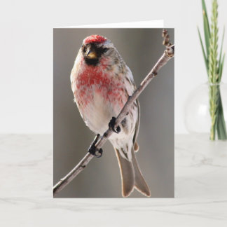 Gruß-Karte des Redpoll-2 Karte