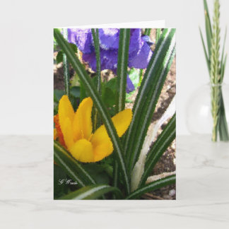 Gruß-Karte-Krokus und Stiefmütterchen Karte