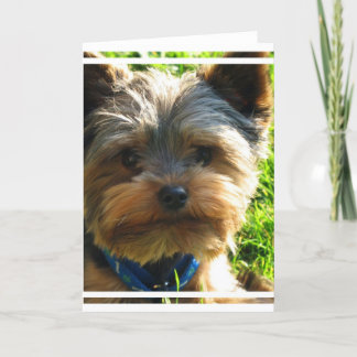 Gruß-Karte Yorkshires Terrier Karte