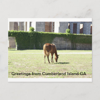 Gruß von Cumberland Island GA Postkarte