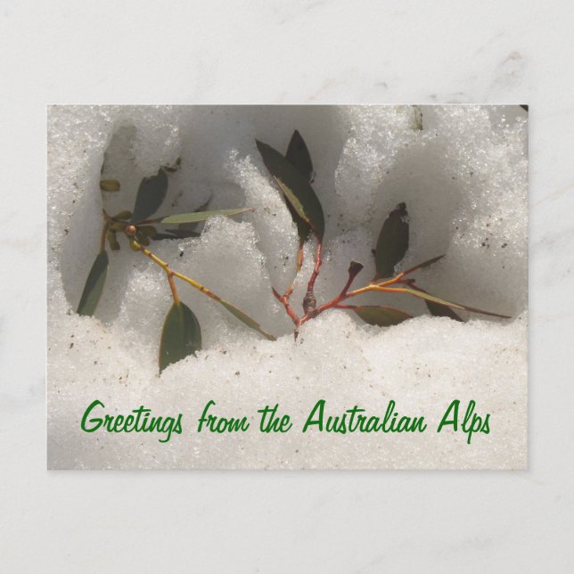 Grüße aus den australischen Alpen Postkarte (Vorderseite)