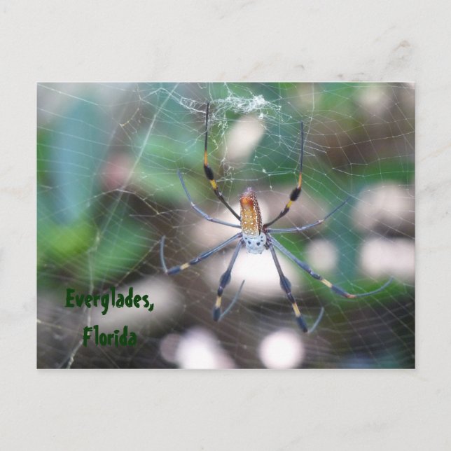 Grüße aus Florida Grußenkarte Postkarte (Vorderseite)