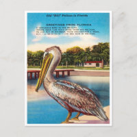 Grüße aus Florida, Old Bill Pelican Florida