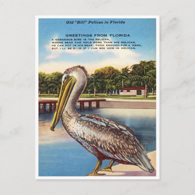 Grüße aus Florida, Old Bill Pelican Florida Postkarte (Vorderseite)