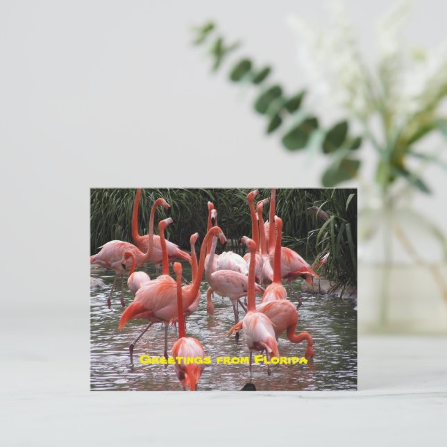 "Grüße aus Florida", Postkarte flamingos (Stehend Vorderseite)