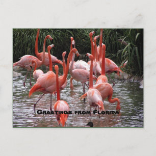 "Grüße aus Florida", Postkarte flamingos
