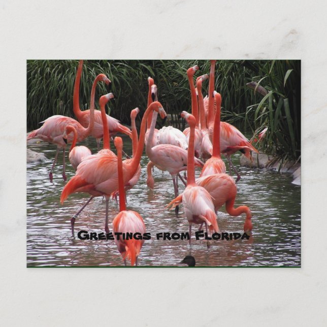 "Grüße aus Florida", Postkarte flamingos (Vorderseite)