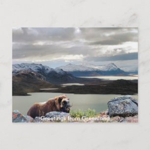 Grüße aus Grönland 13 Postkarte