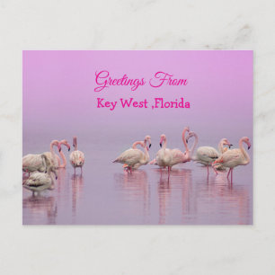 Grüße aus Key West Florida, rosa Flamingos Postkarte