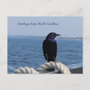 Grüße aus North Carolina (Black Bird) Postkarte