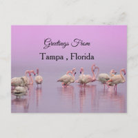 Grüße aus Tampa ,Florida ,Flamingo