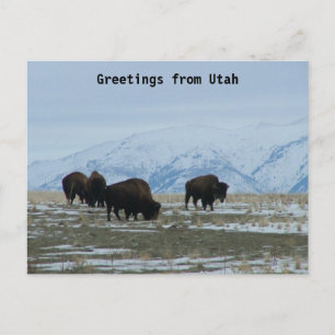 Grüße aus Utah - American Bison Postkarte